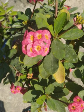 Güzel pembe çiçek yakın çekim.