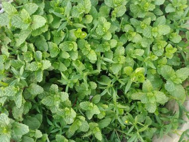 Çalının yeşil yaprakları ve taze bir nane