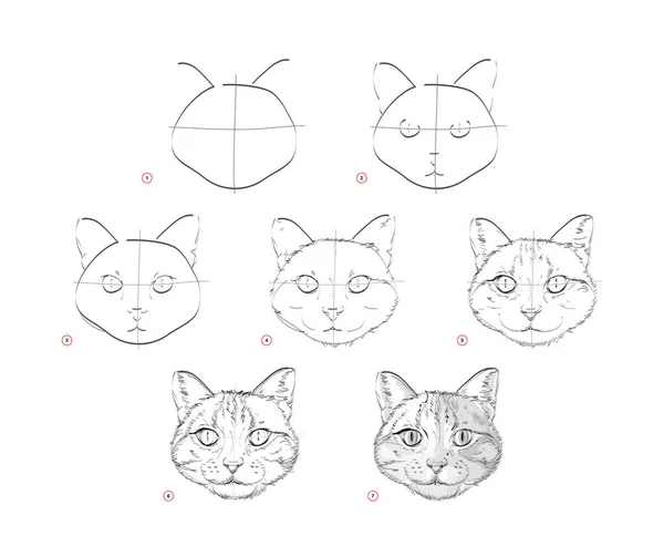 Page Shows How Learn Draw Sketch Cats Head Creation Step — Stock Vector