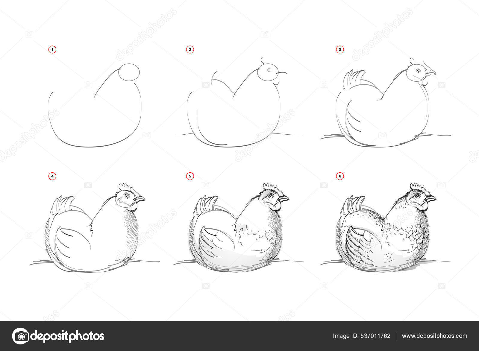 Como Desenhar Uma Galinha  Chicken drawing, Animal drawings, Bird