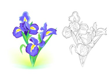 Renkli, siyah ve beyaz şablon boyama için. Mavi süsen çiçeğinin tasviri. Tebrik kartını çiçeklerle çiz. Çocuklar ve yetişkinler için boyama kitabı. Düz çizgi film vektörü.