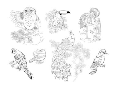 Çocuk boyama kitabı için çizimler. Farklı kuşların siyah beyaz resimleri. Çocuk faaliyet listesi. Vektör çizgi filmi çizimi.
