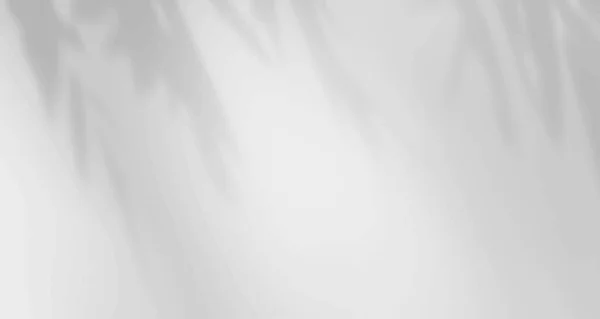 Реалистичные Размытые Листья Естественного Света Пальмовая Оконная Тени Накладываются Настенную — стоковое фото