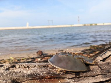 little horseshoe crab walking on the wood by the beach clipart