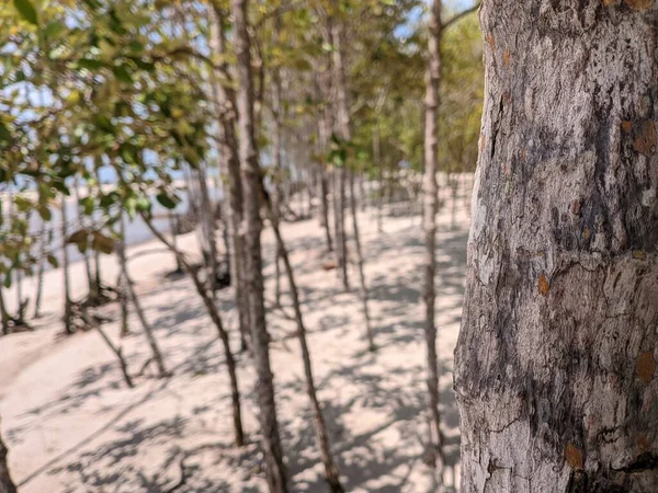 Close Tree Mangrove Forest — стоковое фото