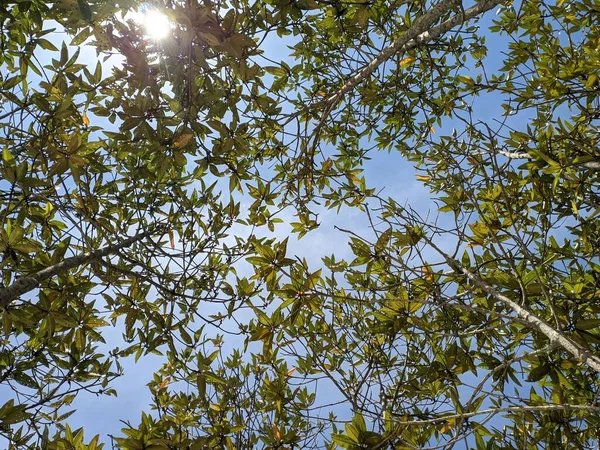 Leaves Mangrove Forest Sunlight Visible Leaves Low Angle Shooting — Stock Photo, Image