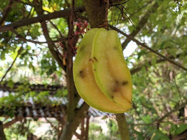 Yellow Starfruit Starting Rot Tree Trunk — Fotografia de Stock