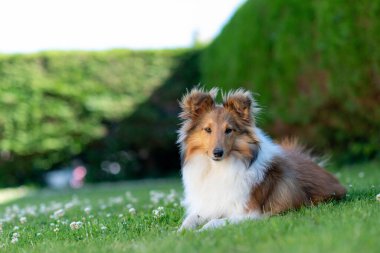 Ino, köpeğim benim evimde.