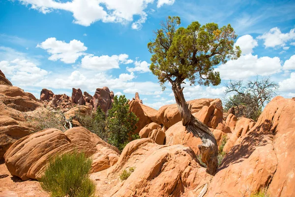 Albero Solitario Archi Parco Nazionale — Foto Stock