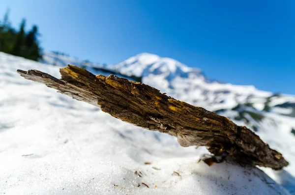 Rainier Dağı, ABD, ahşap seni çağırıyor.