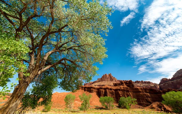 Parco Nazionale Del Monte Rainier — Foto Stock