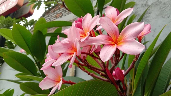 Belle Fleur Rose Appelée Plumeria Rubra — Photo