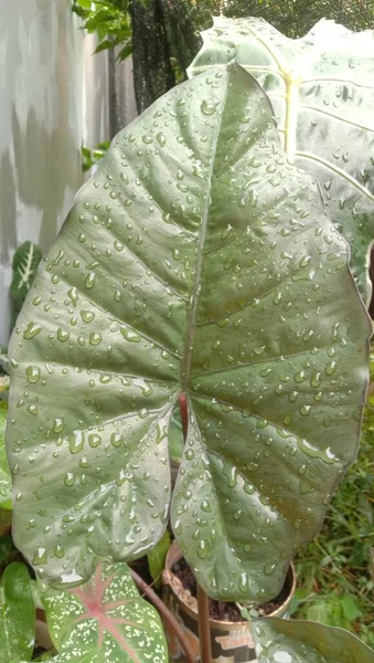 Water Drops Alocasia Leaf Rains — Stockfoto