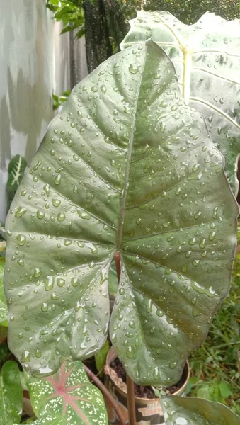 Eau Tombe Sur Feuille Alocasie Après Pleuve — Photo