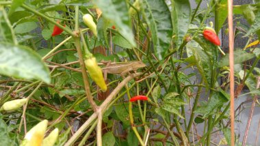 Bir kertenkele güneşli sabahın tadını çıkarmak için acı biber ağacına tırmanıyor..