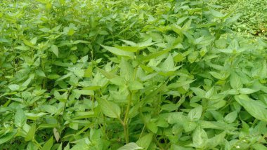 Yeşil tropikal yapraklar arka bahçede büyüyor..