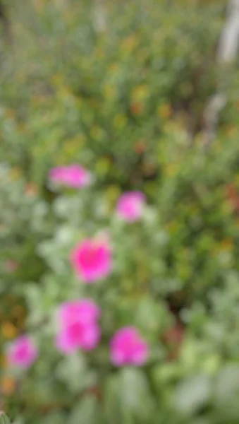 Defocused Abstract Background Pink Flowers Garden Blurred Flowers Background Blurry — Stockfoto