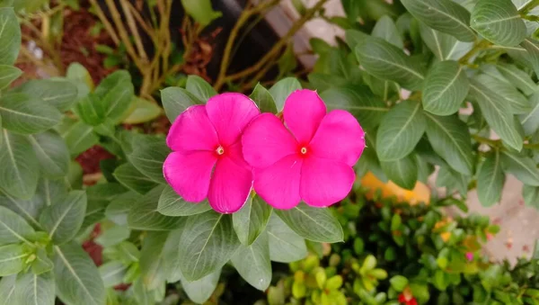 Twin Beautiful Pink Flowers Focus Foreground — Stok fotoğraf