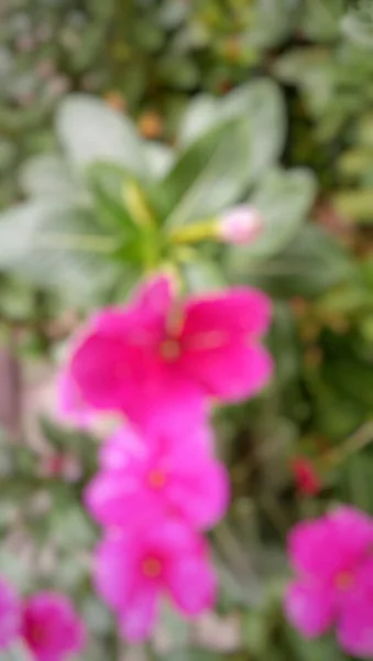 Defocused Abstract Background Flowers Blurry Flowers — Stockfoto
