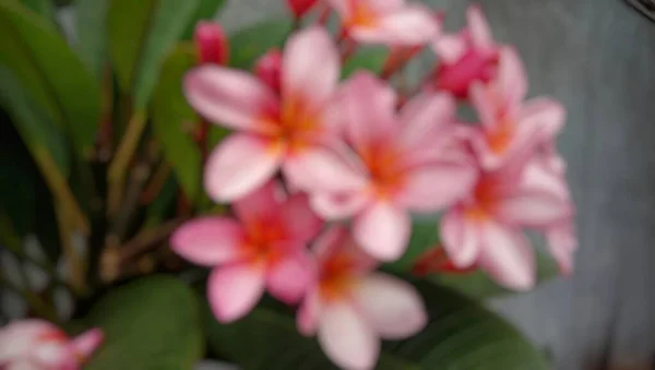 Blurry Flower Background Blurred Object — Stok fotoğraf