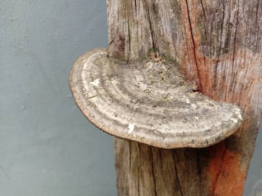 Ganoderma applanatumu eski ahşap bir direkte büyüyor.