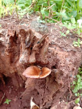 Çürük ağaç gövdesinde ganoderma lucidum büyüyor. Seçili odak