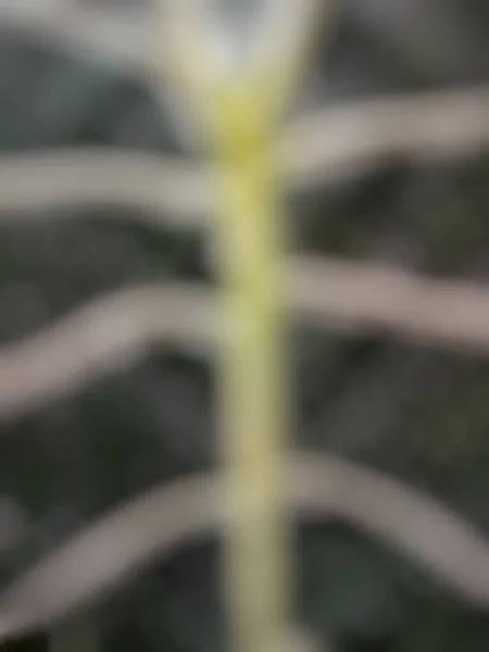 Ofokuserad Abstrakt Grön Natur Bakgrund Suddig Natur Bakgrund — Stockfoto