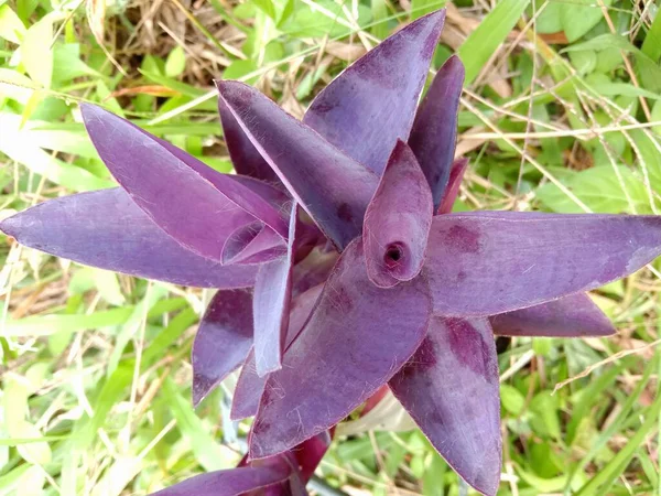 Fleurs Famille Asparagaceae Foreground Focus Top View — Photo