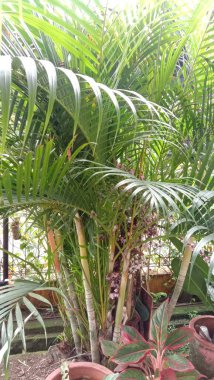 Dypsis lutescens bitkisi, ayrıca sarı palmiye olarak da bilinir. Tropik bitki.