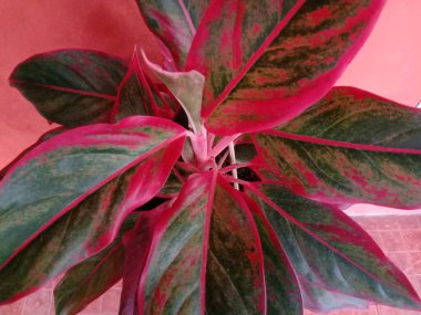 Güzel Anglaonema çiçeği bahçede yetişir.