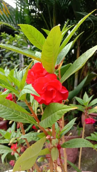 Impatiens Balsamina Plante Ornementale Fleurs Rouges Asie Utilisation Pour Phytothérapie — Photo
