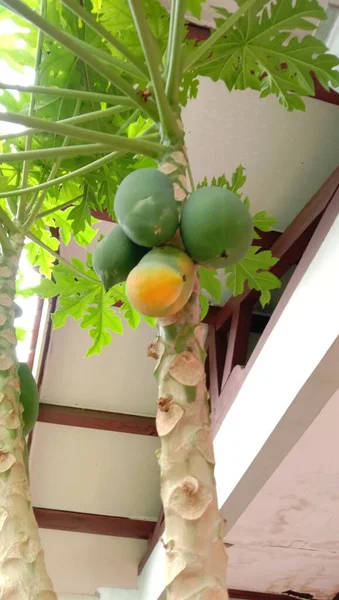 Papaya Fruits Its Tree Selected Focus — Stockfoto