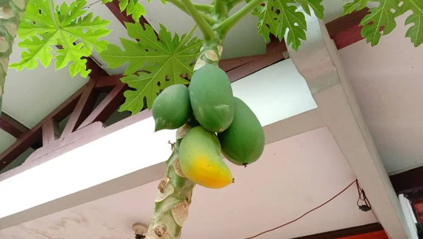 Fruits Papaye Sur Son Arbre Focus Sélectionné — Photo