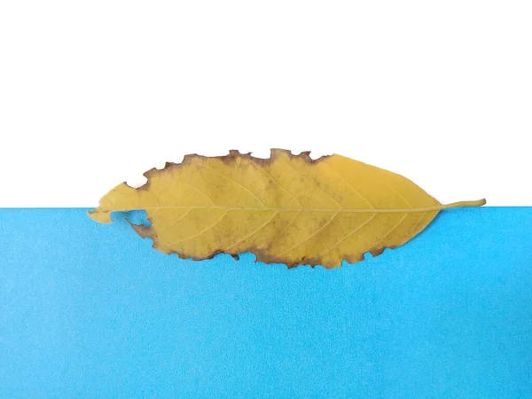 Желтый Лист Белом Синем Фоне — стоковое фото
