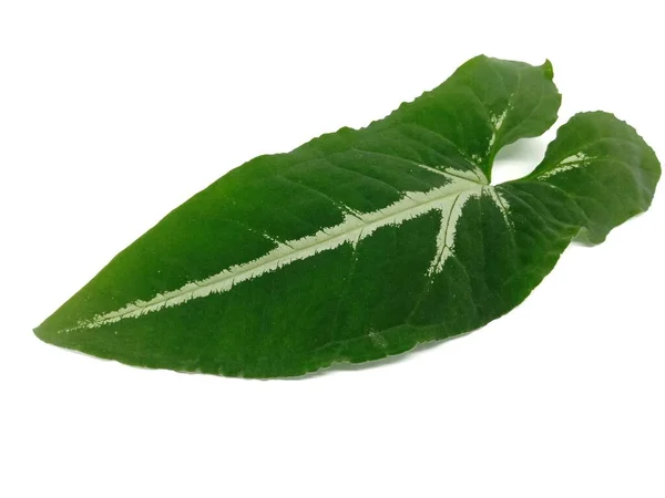 Een Groen Blad Met Patroon Geïsoleerd Witte Achtergrond — Stockfoto