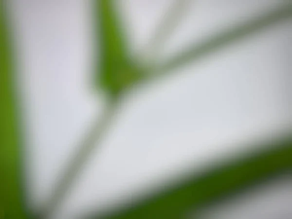 Defocused Abstract Background Fern Leaf — Stockfoto