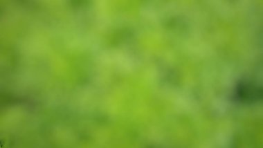 Bulanık yeşil doğa. Soyut arkaplan. Bokeh arkaplan