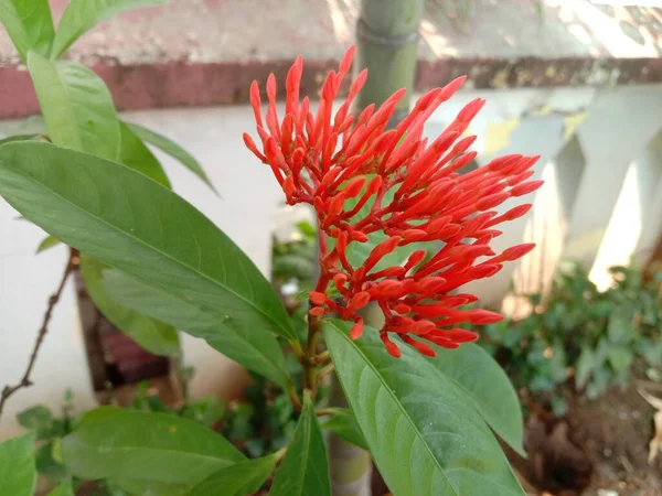 Fleurs Rouges Ixora Coccinea Dans Parc — Photo