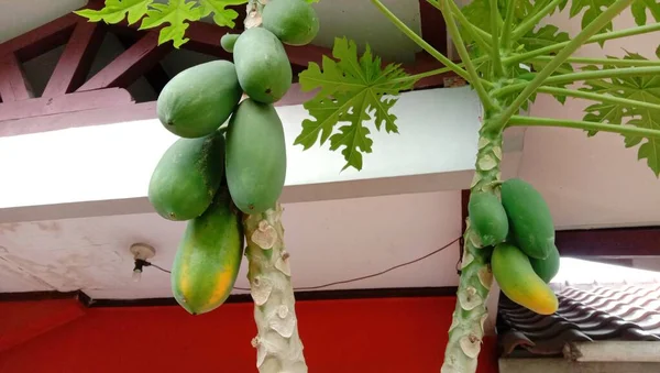 Fruits Papaye Sur Son Arbre Face Maison — Photo