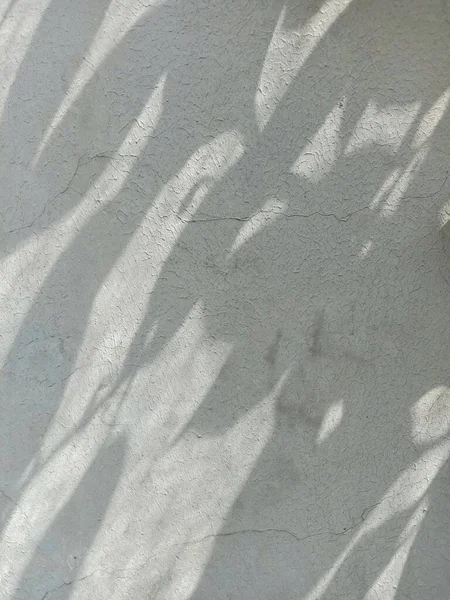 Light and shadow of leaves on grunge gray wall concrete background.Silhouette abstract background for wallpaper.