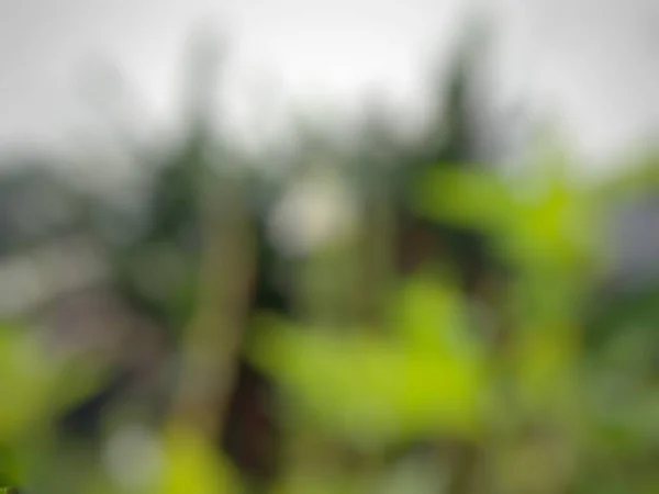 Blurred Green Nature Abstract Background —  Fotos de Stock