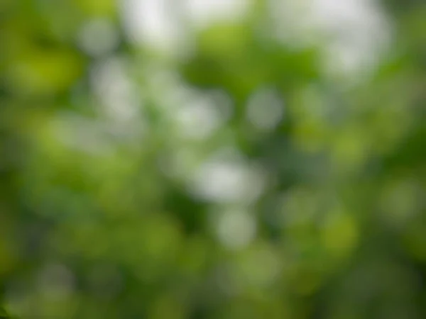 Blurry Green Nature Abstract Background Bokeh Textured — Foto Stock