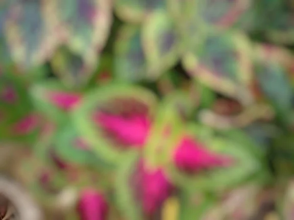 Blurred Flowers Colored Leaves Abstract Background — Stockfoto