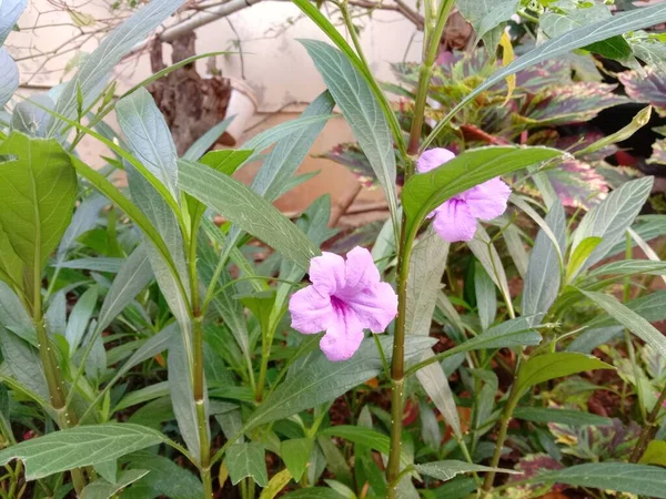 Purple Trumpet Vine Thunbergia Grandiflora Garden — Stok fotoğraf