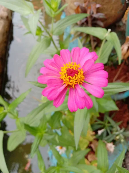 Beautiful Zinnia Flower Blooming Garden Close Pink Flower — Stock Fotó