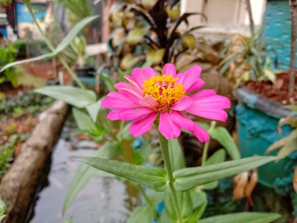Beautiful Zinnia Flower Blooming Garden Close Pink Flower — Stok fotoğraf