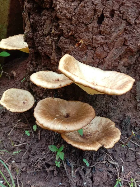 Pleurotus Ostreatus Mushroom Growing Rotten Tree Trunk Selected Focus Oyster — Stockfoto