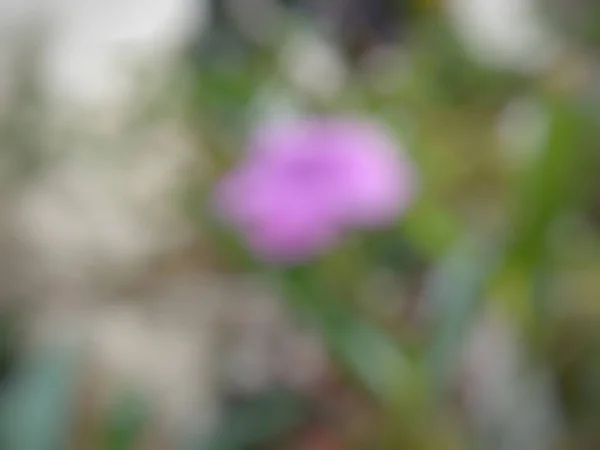 Blurred Flowers Colored Leaves Abstract Background —  Fotos de Stock