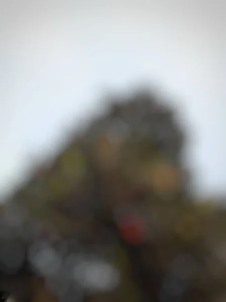 Defocused Abstract Background Green Leaves Cloudy Sky — ストック写真