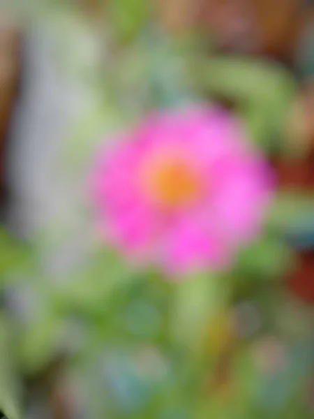 Defocused Abstract Background Zinnia Flower Bokeh Object — Stockfoto